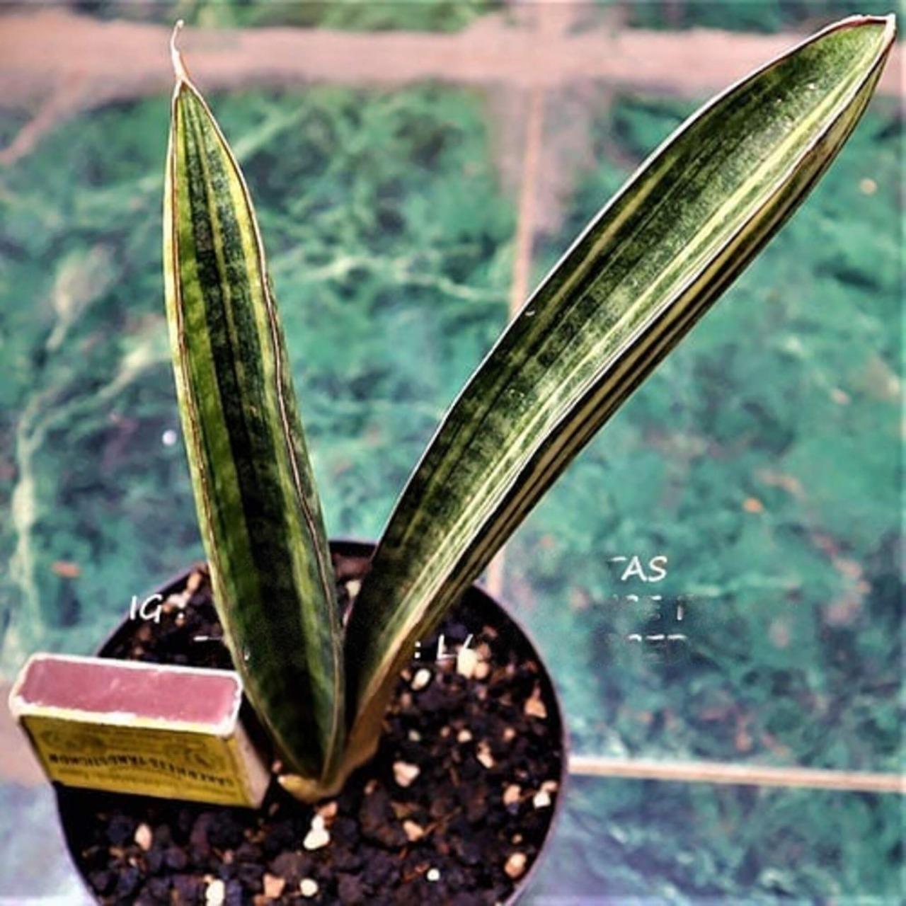 サンスベリア hallii ‘Baseball Bat’ variegated sansevieria halii variegated baseball bat