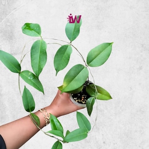 Hoya Apoda Sp Papua Beautiful Leaves Free Phytosanitary Fast Shipping