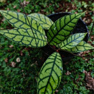 Hoya Callistophylla Beautiful Leaves Free Phytosanitary Fast Shipping