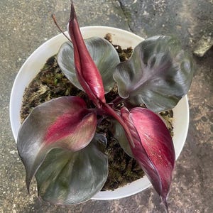 Philodendron Red Heart Unique Leaves Beautiful Plant Live Best Quality Fast Shipping