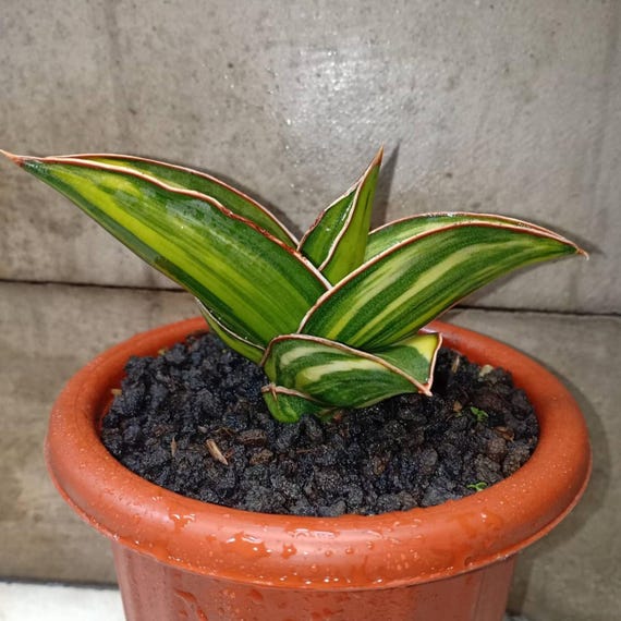 サンスベリア Sansevieria Samurai variegated Sansevieria Samurai Dwarf Variegated Rare Succulent - Etsy Canada