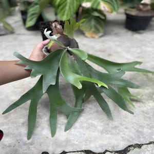Platycerium Willinckii Unique Leaves Beautiful Best Quality Fast Shipping