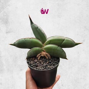 Sansevieria Rorida Rare Unique Leaves Beautiful Best Quality Fast Shipping