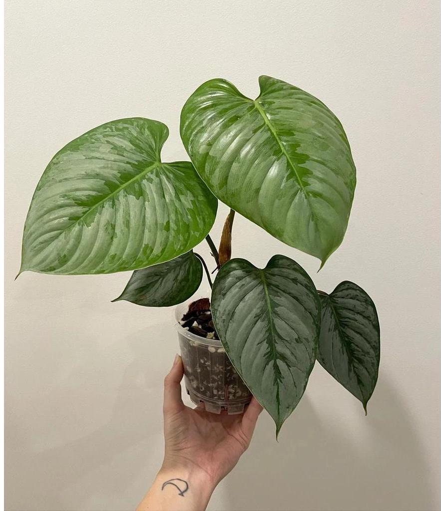 Philodendron sodiroi - Etsy 日本 Philodendron sodiroi - Etsy 日本