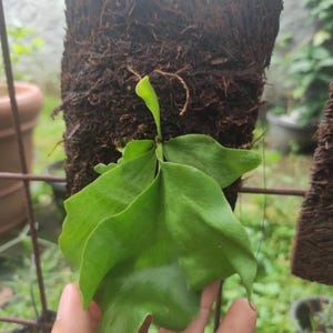 Platycerium Hilii Dragon Unique Leaves Beautiful Best Quality Fast Shipping