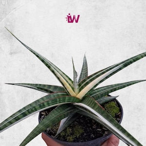 Sansevieria Hybrid Blorong Variegated Rare Unique Leaves Beautiful Best Quality Fast Shipping