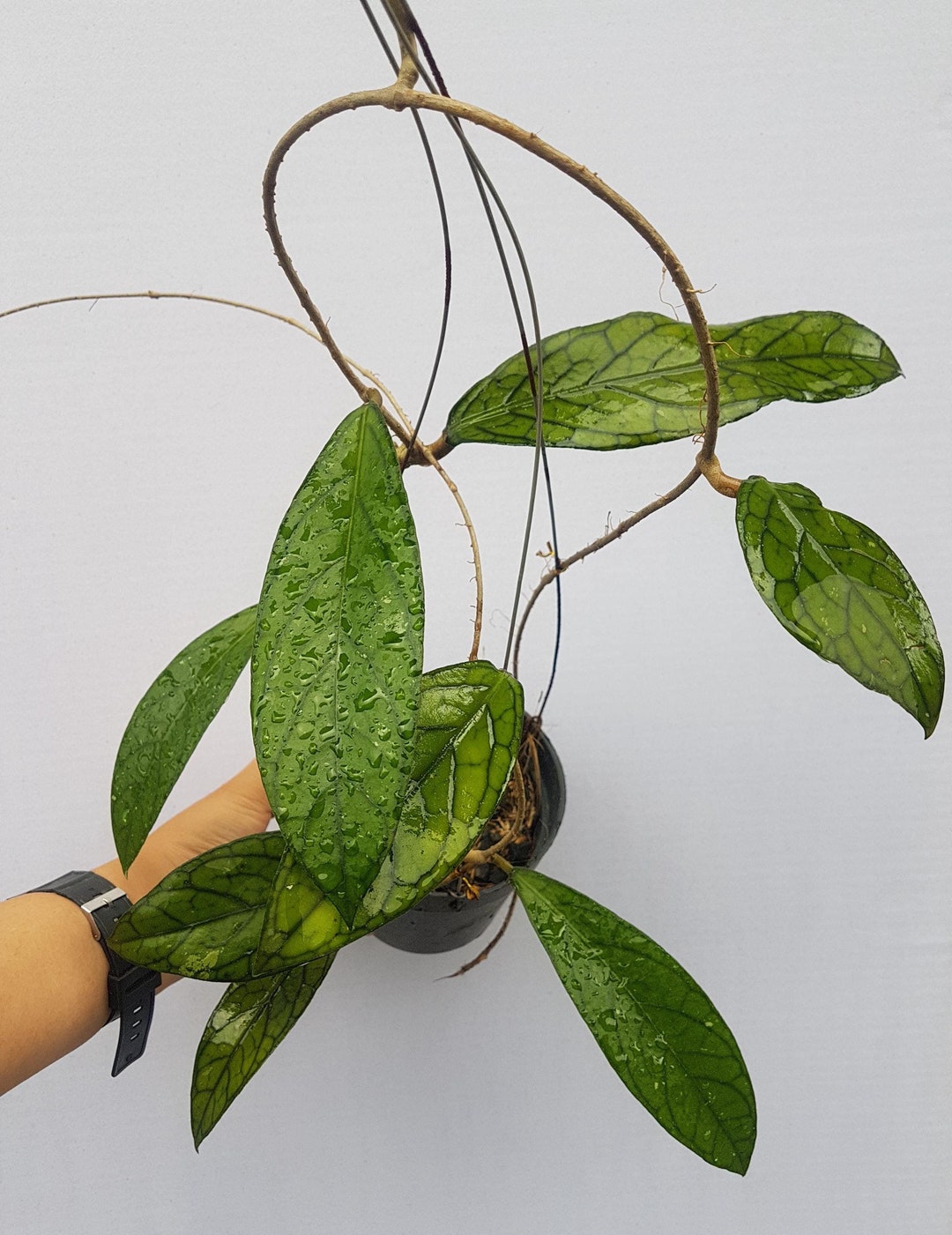 Hoya Tanggamus Rare Unique Leaves Beautiful Flowers Fast Shipping - Etsy