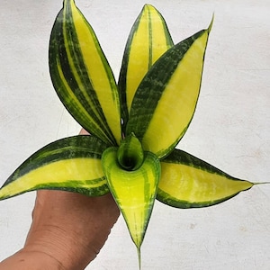 Sansevieria Futura Gold America Rare Unique Leaves Beautiful Best Quality Fast Shipping