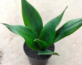 緑*6様 S8858★オークション★ サンスベリア ムーンシャイン スプラッシュ 緑*6様 S8858☆オークション☆ サンスベリア ムーンシャイン