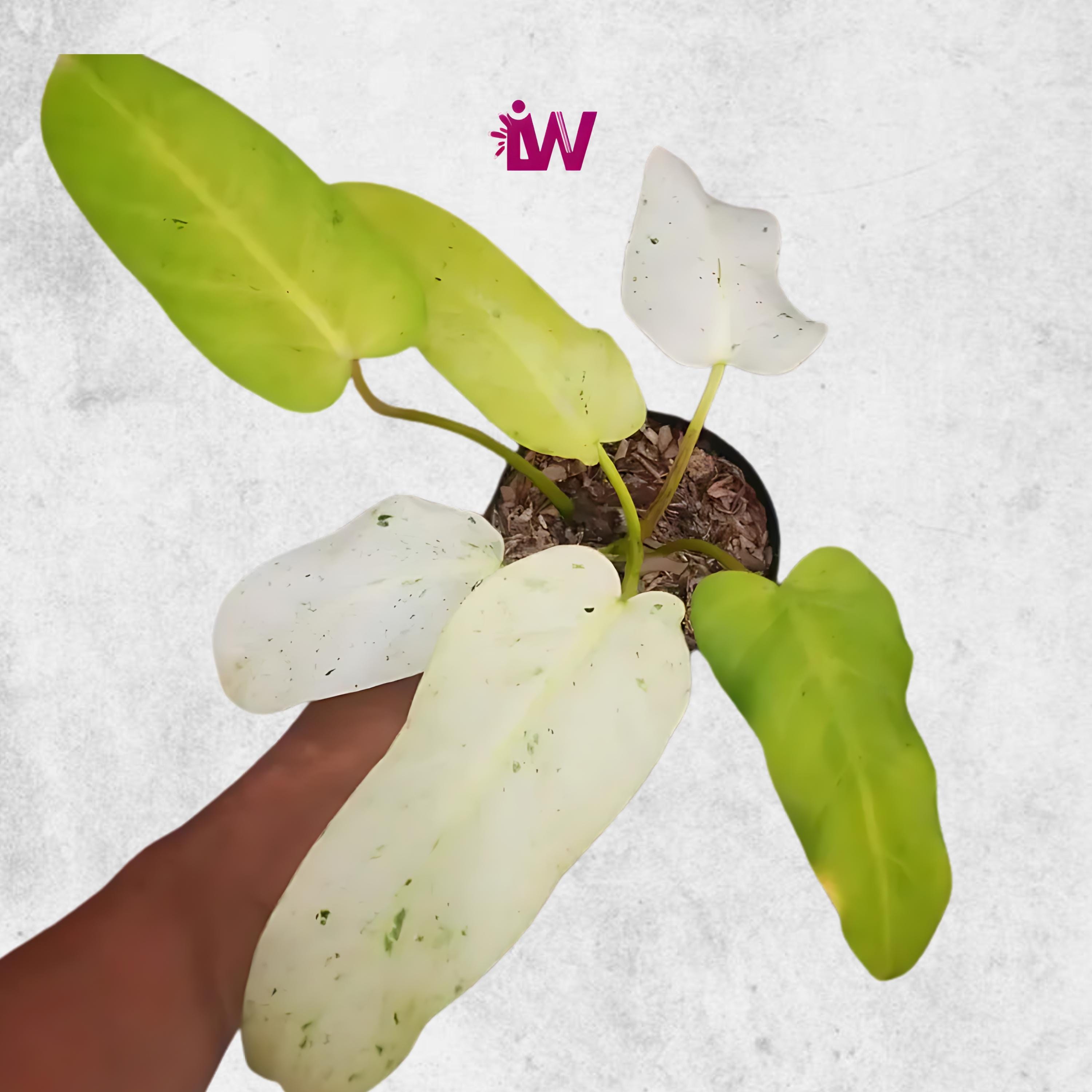 Whipple way philodendron - Etsy 日本
