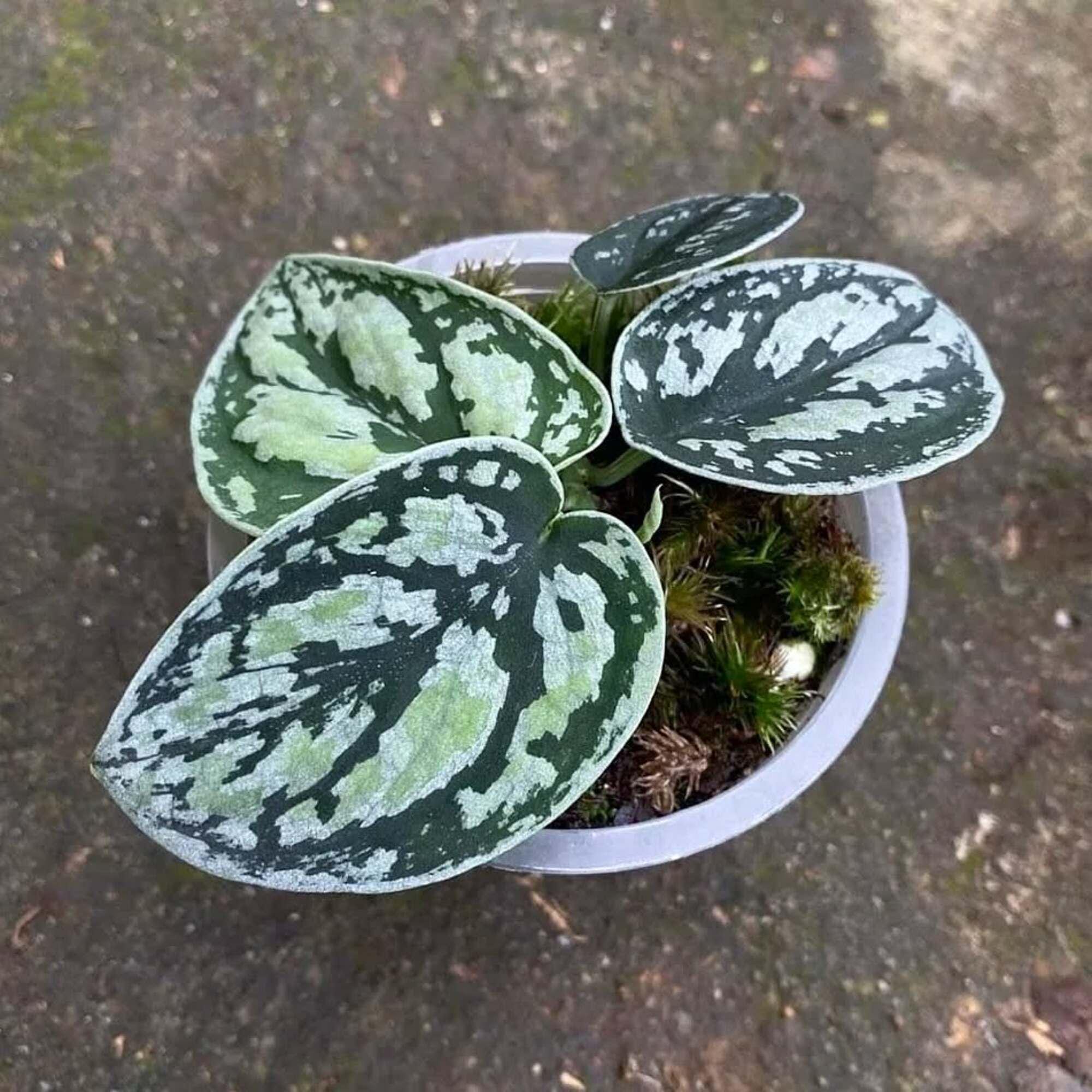 その他観葉植物 scindapsus JJB Happy Scindapsus Sunday🌱Scindapsus exotica mint🌱 スキン