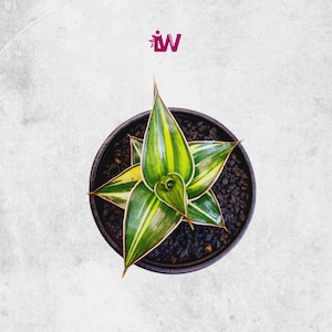 Sansevieria Lavranos Rare Unique Leaves Beautiful Best Quality Fast Shipping