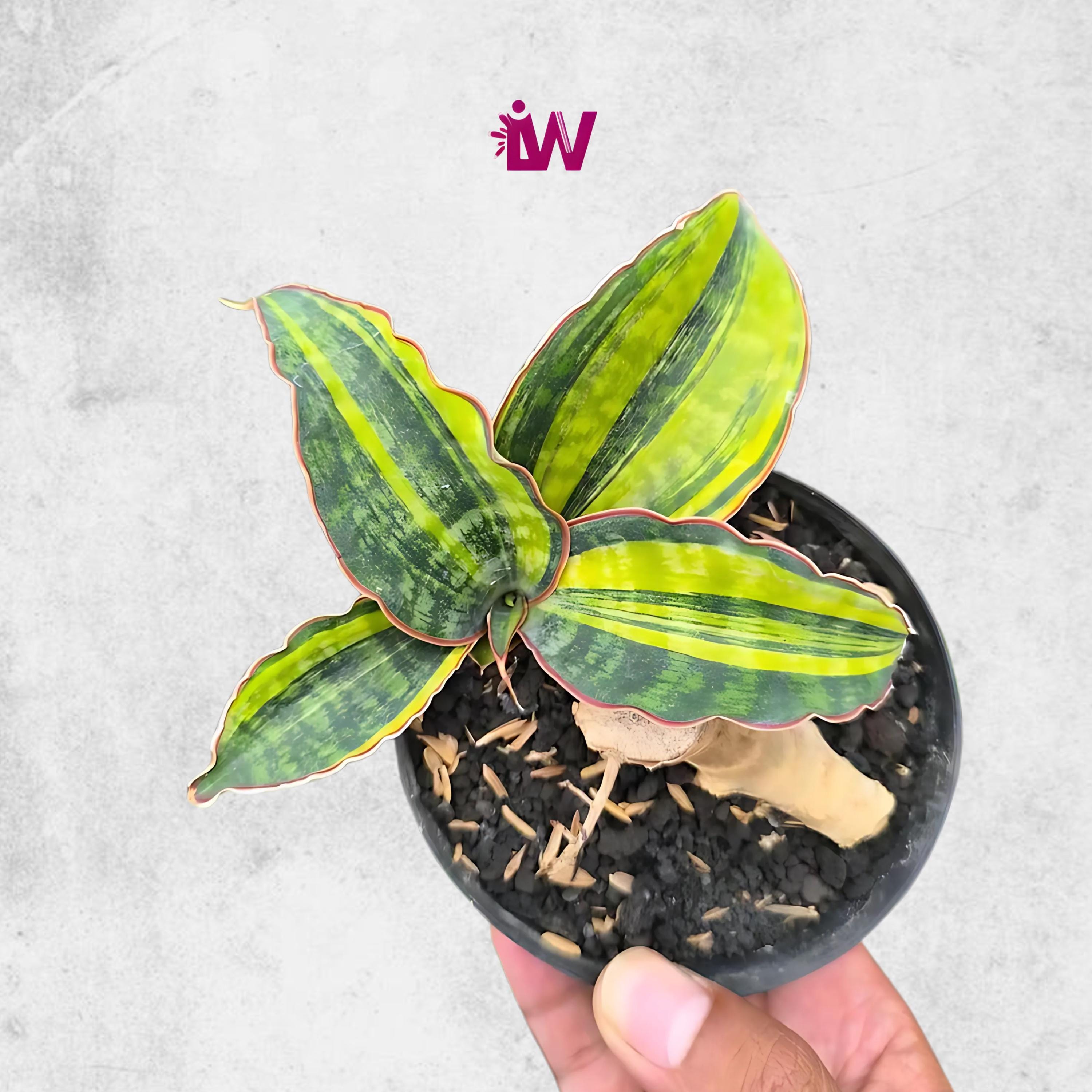 Sansevieria Macrophylla Variegated Rare Snake Plant - Etsy