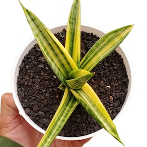 Sansevieria Marsha Anjani Variegated Best Condition Fast Delivery