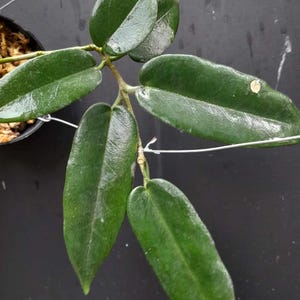 Hoya Stenakei Plant with Dark Green Leaves