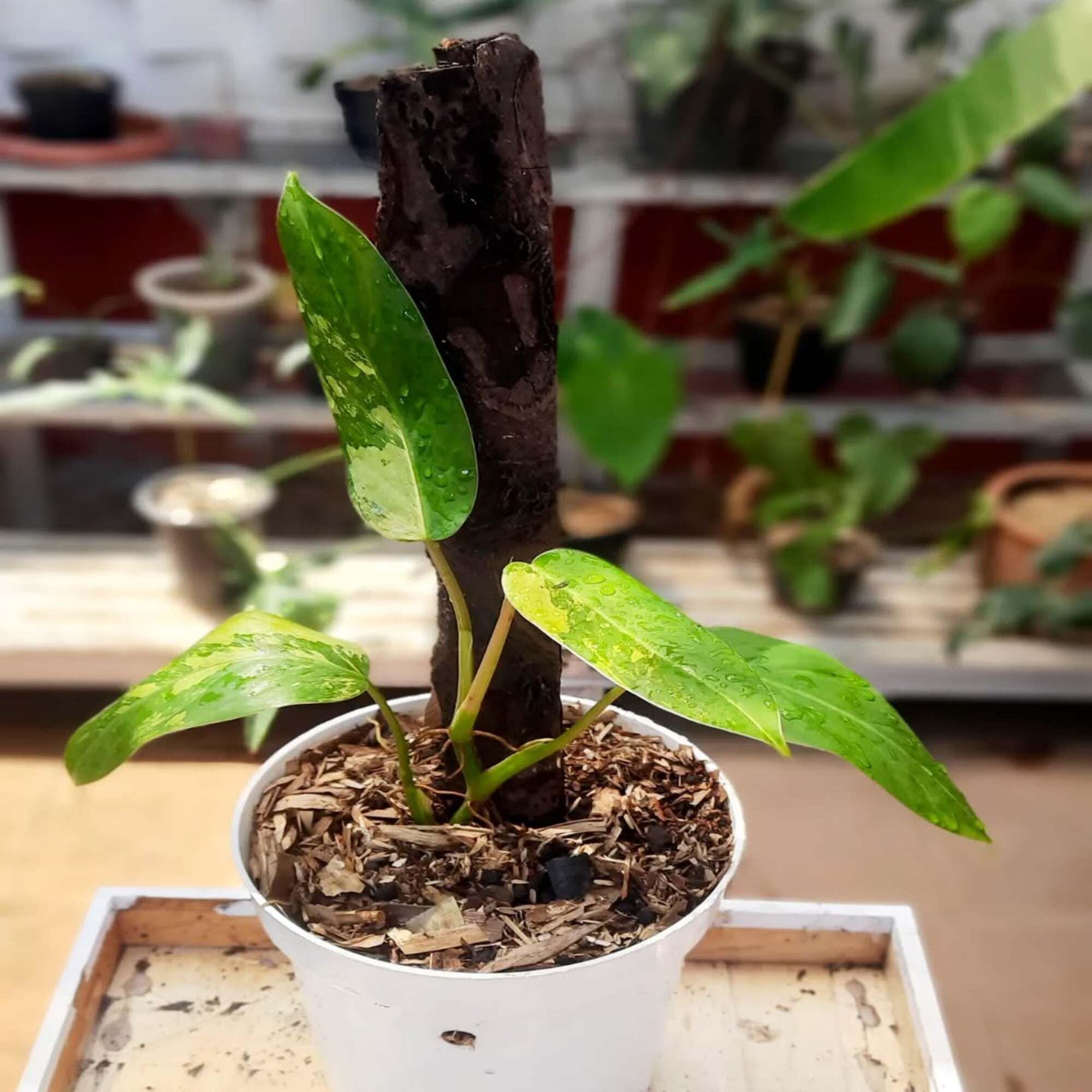 Whipple way philodendron - Etsy 日本
