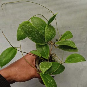Hoya Tomataensis Rare Unique Leaves Beautiful Flowers Fast Shipping