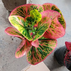 Codiaeum Variegatum Croton Rehana Apple Rare Unique Leaves Beautiful Best Quality Fast Shipping