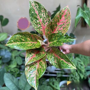 Aglaonema Red Striptease Rare Unique Leaves Beautiful Best Quality Fast Shipping