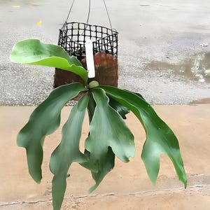 Platycerium Veitchii Unique Leaves Beautiful Best Quality Fast Shipping