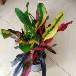 Codiaeum Variegatum Croton Sakura Rare Unique Leaves Beautiful Best Quality Fast Shipping