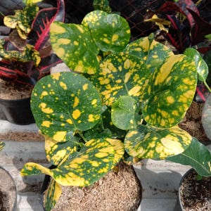 Codiaeum Variegatum Croton Kemuning Apple Rare Unique Leaves Beautiful Best Quality Fast Shipping
