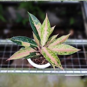 Aglaonema Siam Pride Rare Unique Leaves Beautiful Best Quality Fast Shipping