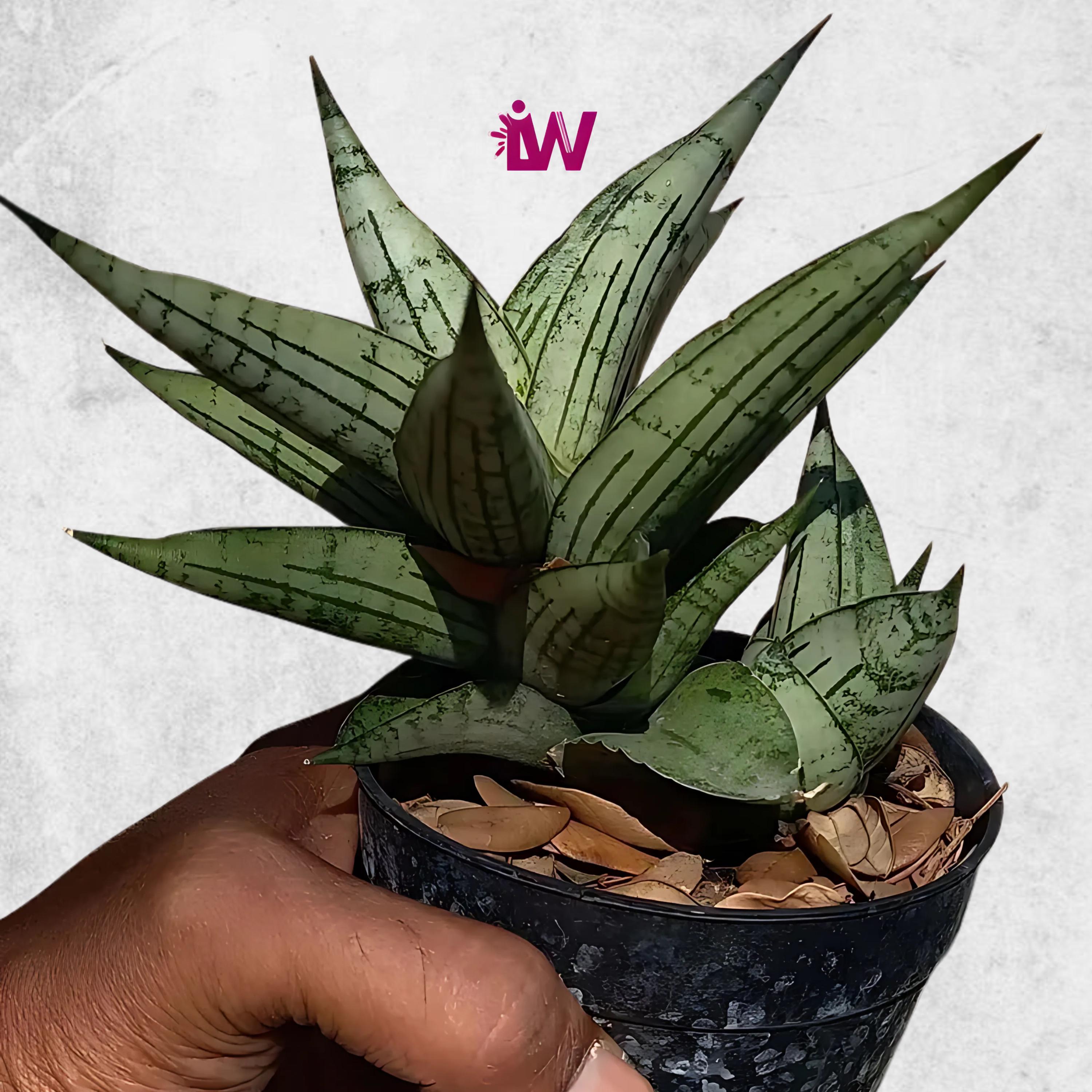 華と蛇 HANA TO HEAVY/ 蛇-JaJaRen 華と蛇 HANA TO HEAVY/ 蛇-JaJaRen HUA SHE JIE YANG WAN