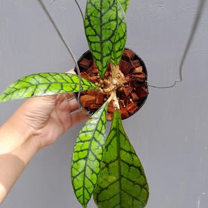 Hoya Callisthophylla Rare Unique Leaves Beautiful Flowers Fast Shipping