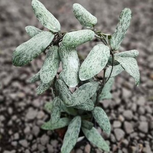 Hoya sigillatis - Etsy 日本 Hoya sigillatis - Etsy 日本