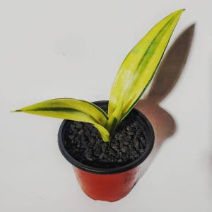 Sansevieria Dooneri Variegated Rare Unique Leaves Beautiful Best Quality Fast Shipping