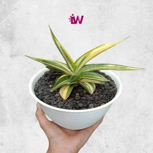 Sansevieria Paten Variegated Best Condition Fast Delivery