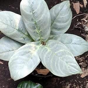 Aglaonema Silver Curly Best Condition Unique Aglaonema Fast Shipping