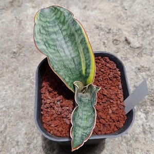 Sansevieria Dragon Jade Variegated Best Condition Fast Delivery