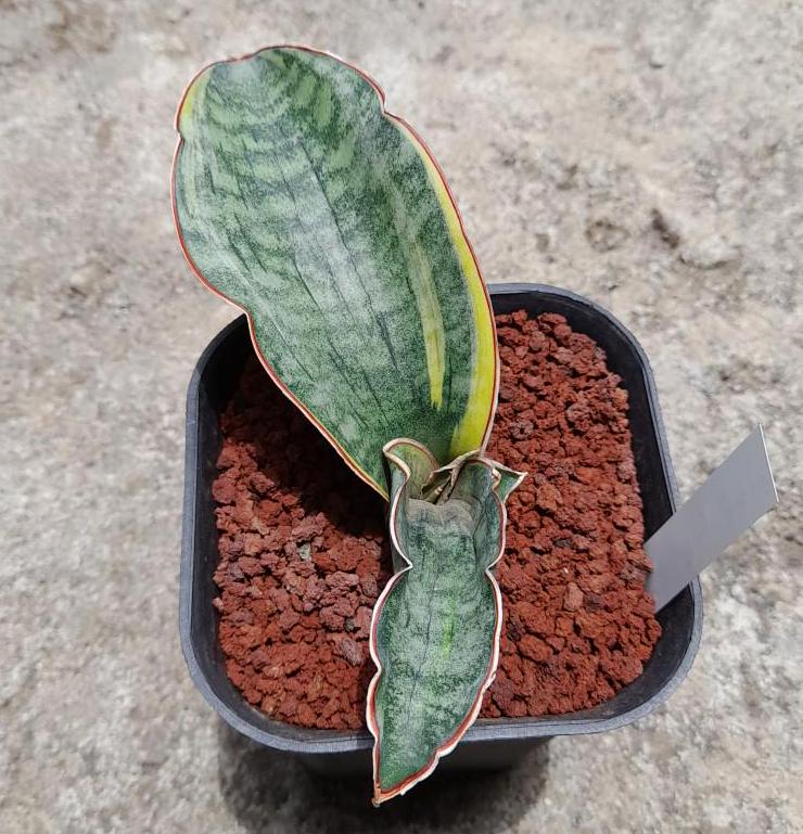 Sansevieria Dragon Jade Variegated Best Condition Fast