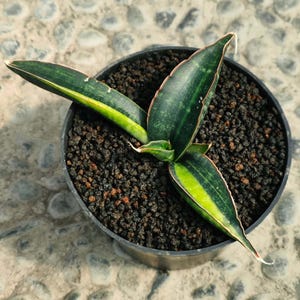 Sansevieria Fischeri Variegated Rare Unique Leaves Beautiful Best Quality Fast Shipping