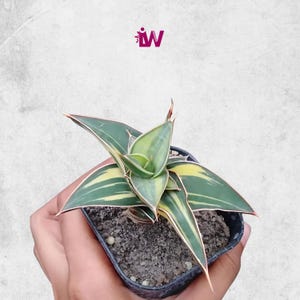 Sansevieria Lavranos Variegated Rare Unique Leaves Beautiful Best Quality Fast Shipping