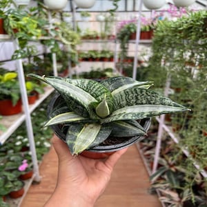 Sansevieria Trifasciata Hahnii Streaker  Rare Unique Leaves Beautiful Best Quality Fast Shipping
