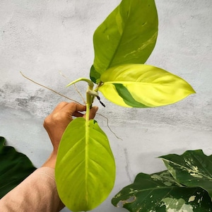 フィロデンドロン タイサンライズ ユニークな葉 美しい生きた植物 最高品質 迅速な発送