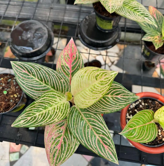 その他観葉植物 Aglaonema Golden Hope 🌱 Aglaonema Golden Hope 🌱 🪴 Aglaonema 'Golden Hope' is a