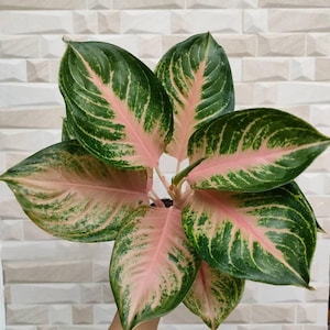 Aglaonema Gendis Rare Unique Leaves Beautiful Best Quality Fast Shipping