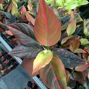 Aglaonema Red Vine Rare Unique Leaves Beautiful Best Quality Fast Shipping