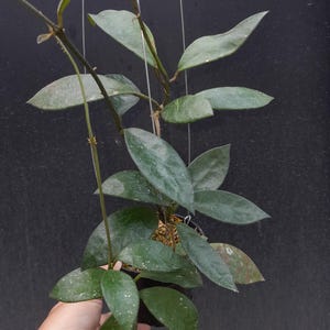 Hoya Revoluta Rare Unique Leaves Beautiful Flowers Fast Shipping