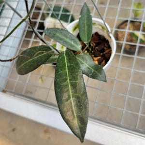 Hoya Hypolasia sp Papua Beautiful Leaves Free Phytosanitary Fast Shipping