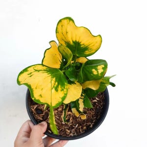 Codiaeum Variegatum Croton Apple Yellow Rare Unique Leaves Beautiful Best Quality Fast Shipping
