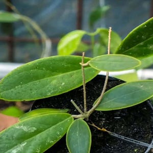 Hoya Rintzii SP Borneo Rare Unique Leaves Beautiful Flowers Fast Shipping