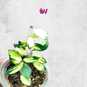Hoya Lacunosa Minara Seltene Einzigartige Blätter Schöne Blumen Schneller Versand