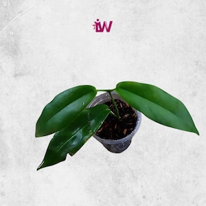 Hoya Archboldiana rara de tamaño mediano