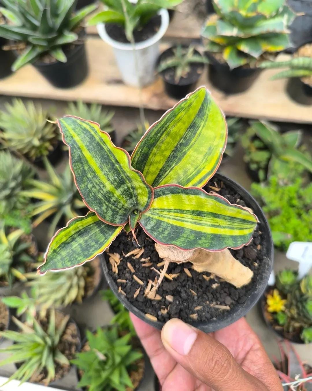 Sansevieria Macrophylla Variegated Rare Snake Plant - Etsy
