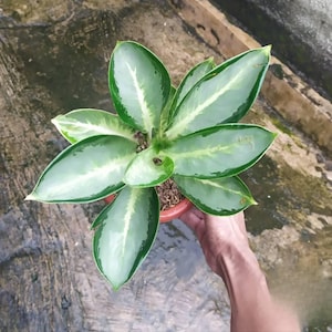 Aglaonema Green Bowl Rare Unique Leaves Beautiful Best Quality Fast Shipping
